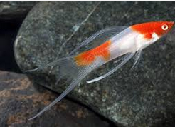 swordtail Ikan Hias Air Tawar Yang Bisa Dicampur Pada Satu Akuarium