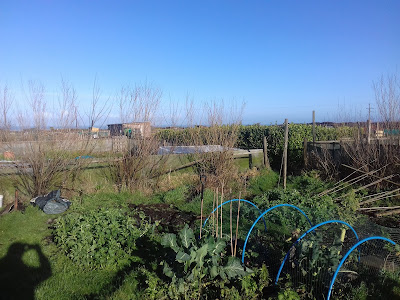 St Ives Cornwall Allotment - Winter