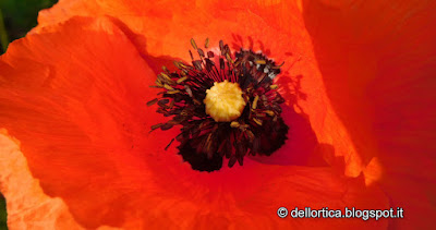 papavero rose confetture erbe essiccate sali aromatici ortica e molto altro alla fattoria didattica dell ortica a Savigno Valsamoggia Bologna in Appennino vicino Zocca