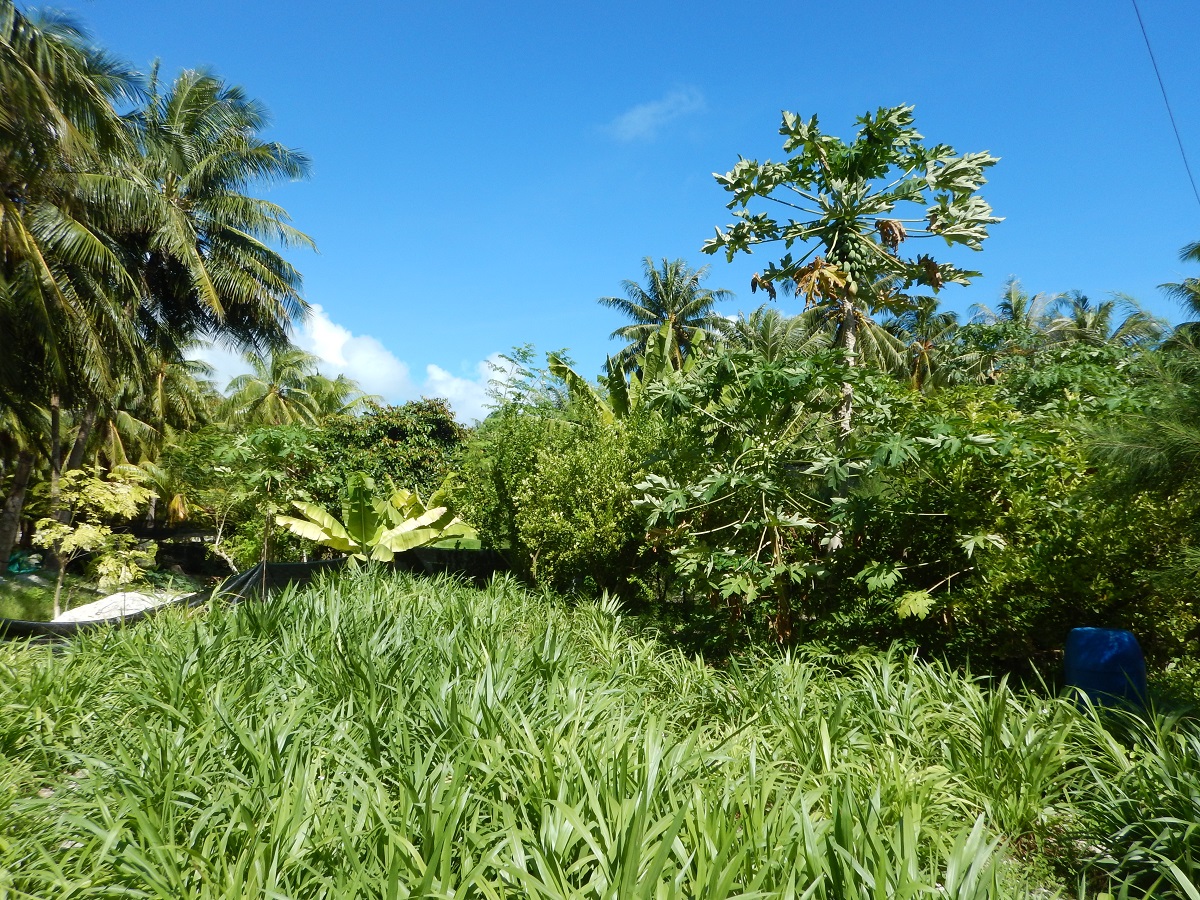 Onotoa Garten Eden Garden Of Eden