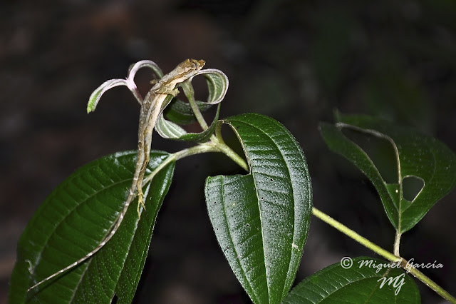 Selva Amazónica, Perú. Salamandra
