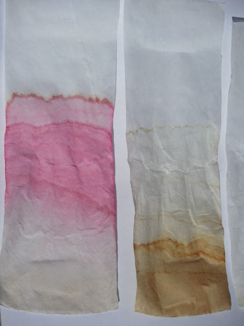 Hidden Colors in a Leaf Pigment Science Experiment