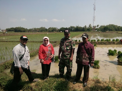 BABINSA PURO DAMPINGI KUNKER DIRJEN TANAMAN PANGAN KEMENTAN BABINSA PURO DAMPINGI KUNKER DIRJEN TANAMAN PANGAN KEMENTAN