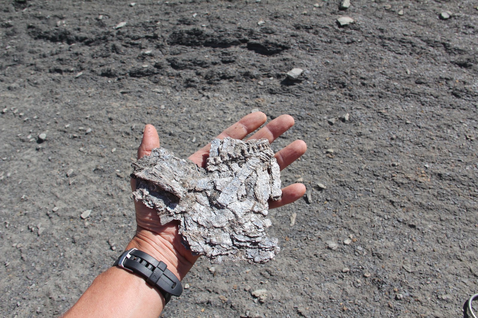 The Kansas Outback Fossilssixth in a series of the eight natural