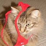 Gato se dedica ropa interior.