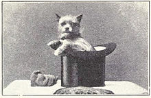 Affenpinscher dog in Hat Affenpinscher dog in Hat