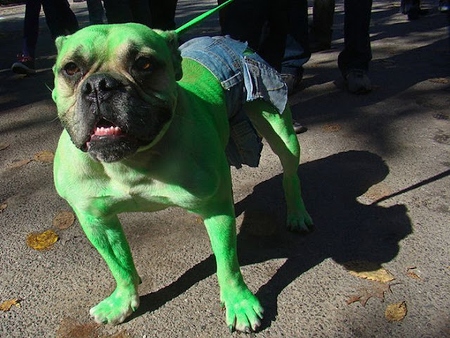 http://2.bp.blogspot.com/-xT33CcrGa7M/TxB3nQxVG7I/AAAAAAAATQY/JgoVPawTS4I/s640/dog_costumes_09.jpg