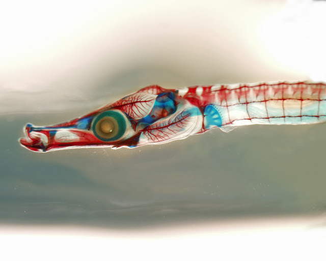 Researchers publish reference genome of gulf pipefish