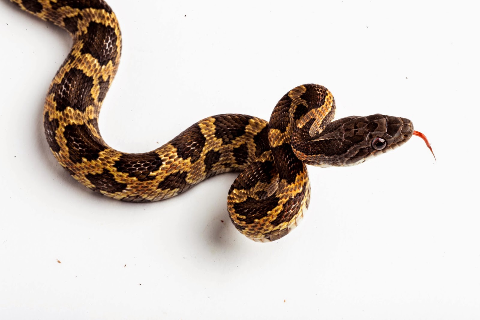 JaredDavidsonPhotography Texas Rat Snake photographs