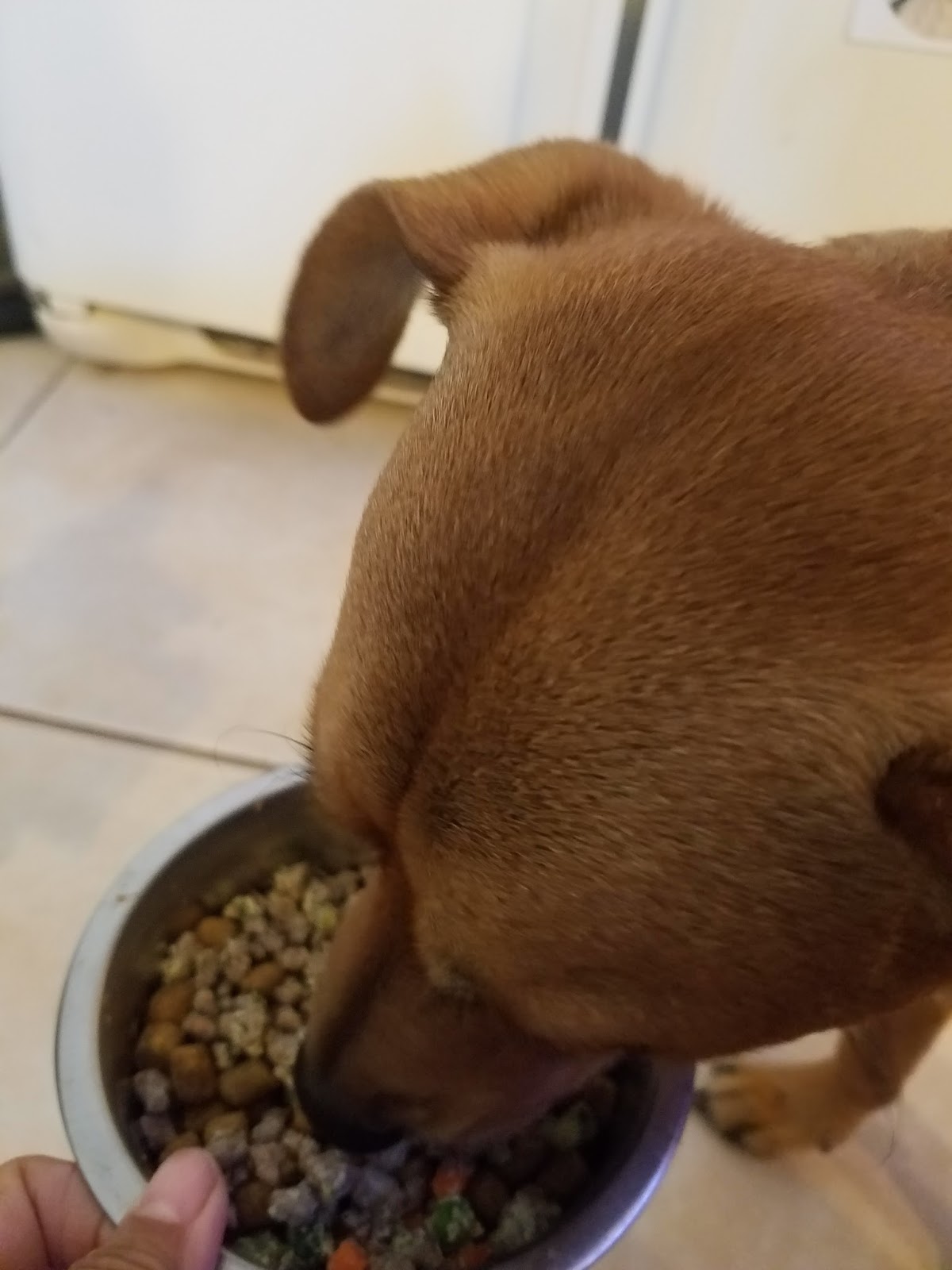 Frugal Shopping and More I will continue to feed my dogs Tylee's