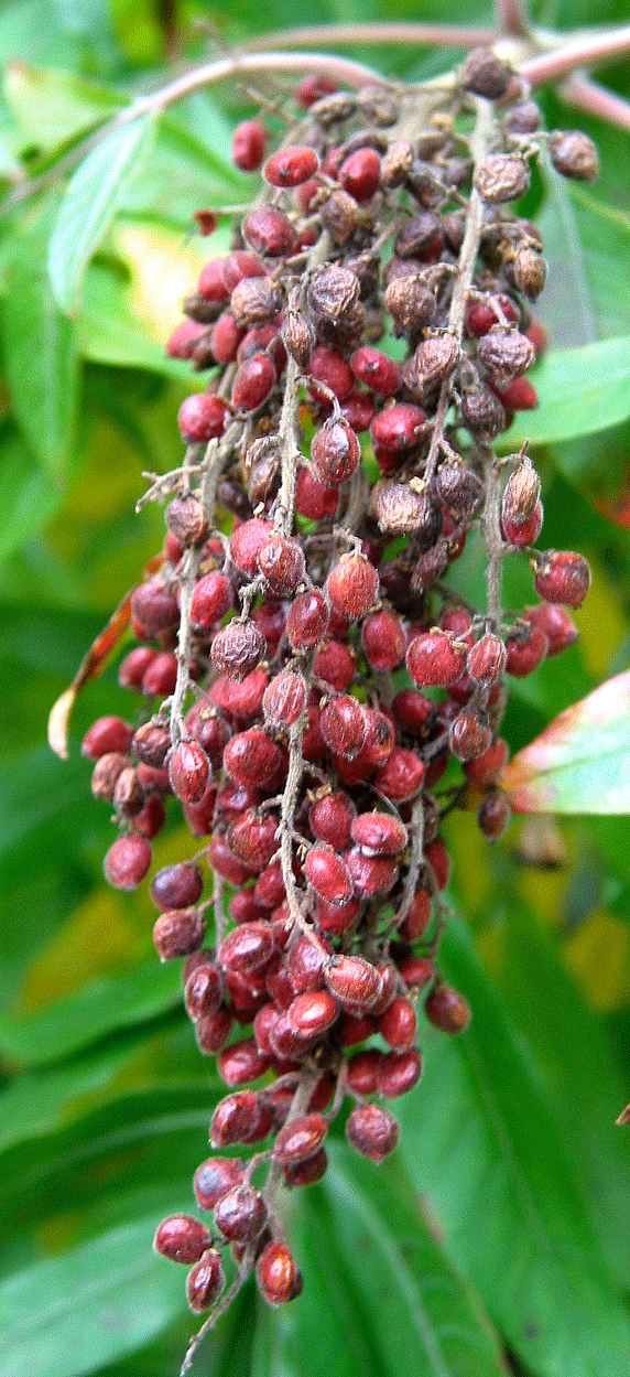 Reforestation and the Medicinal Uses of Trees Liliana Usvat Research