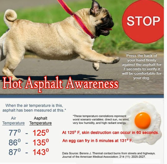 The Teacher's Pets Beware! Hot Asphalt Is Dangerous For Your Dog's Paws!
