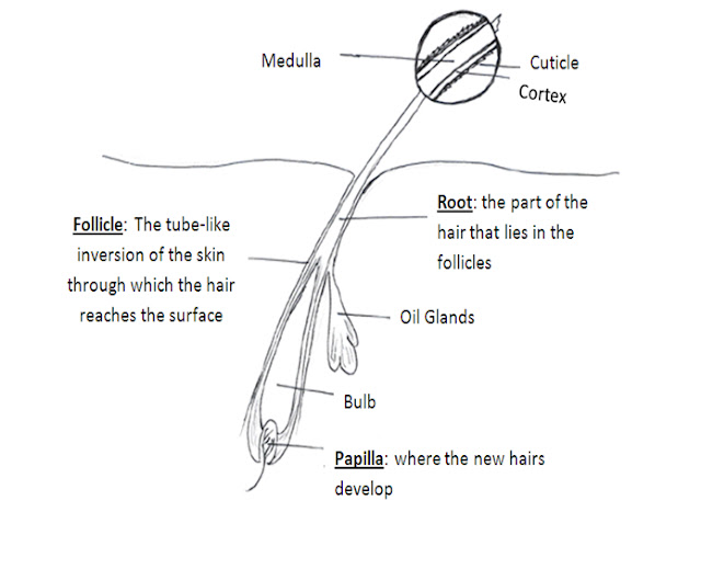 Forensics Forenics Hair and Fiber Analysis