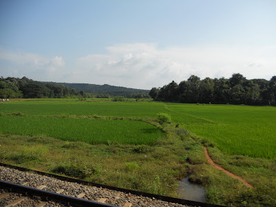 Paddy Field Near a Railway Track
