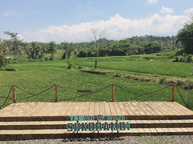 Ines Yuanta Blog >> Suasana persawahan yang berada disekeliling Taman Botani Sukorambi Suasana persawahan yang berada disekeliling Taman Botani Sukorambi