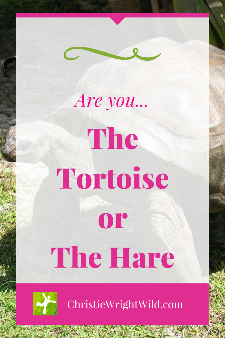the tortoise and the hare essay In this lesson, the students will listen to the teacher read aloud the fable the tortoise and the hare the students will collaborate with the teacher and their . the tortoise and the hare essay In this lesson, the students will listen to the teacher read aloud the fable the tortoise and the hare the students will collaborate with the teacher and their .