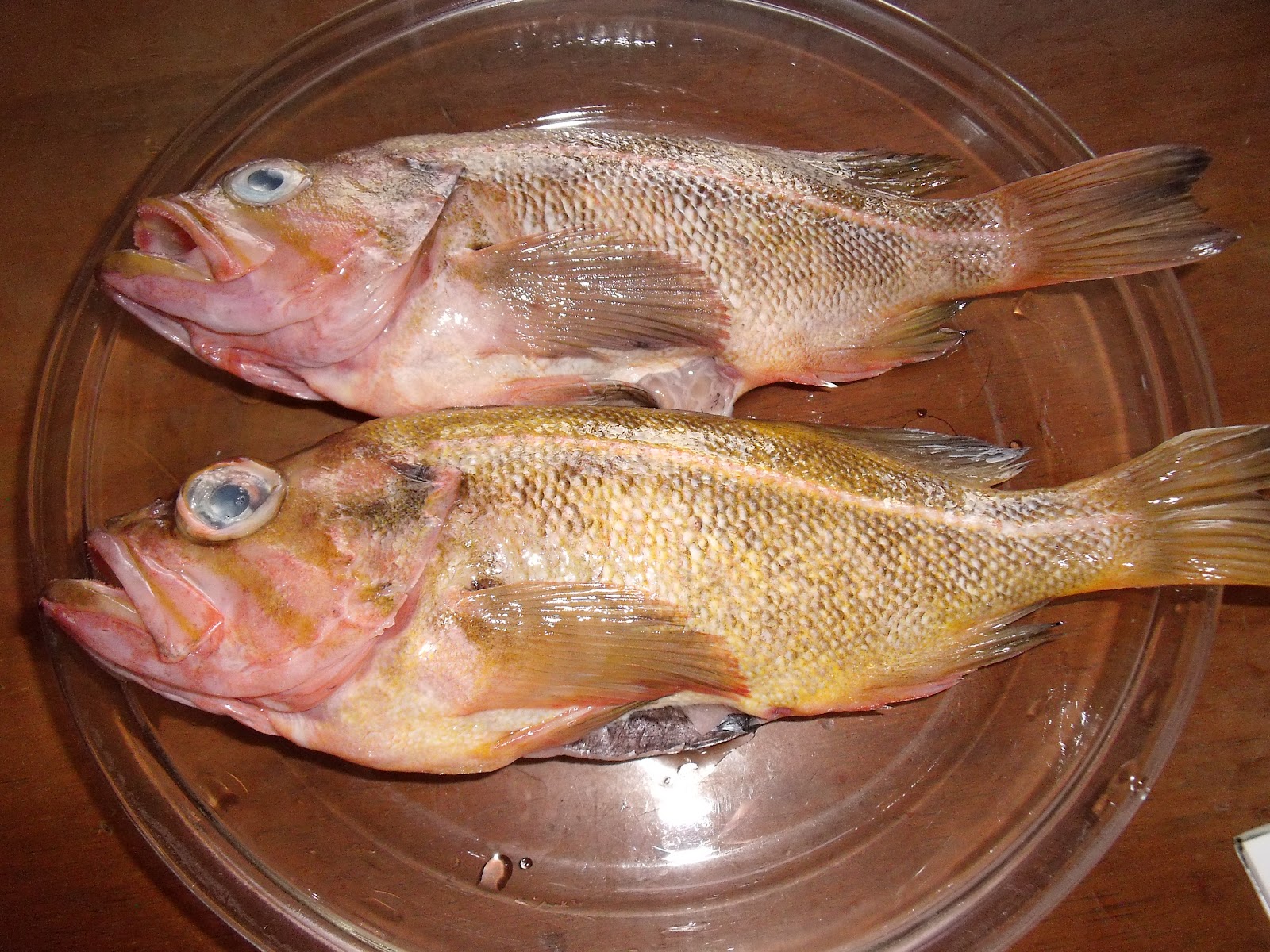 ミヤふくろう日記 やなぎのまい