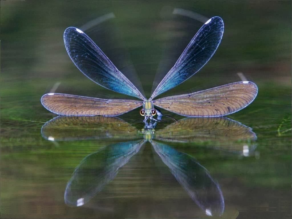 Luz de Levanah ♥ LA MAGIA Y EL MISTERIO DE LA LIBELULA ♥ Significado y enseñanza de las Libelulas Luz de Levanah ♥ LA MAGIA Y EL MISTERIO DE LA LIBELULA ♥ Significado y enseñanza de las Libelulas
