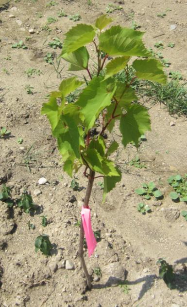 EnoViti 06 01 2013 07 01 2013