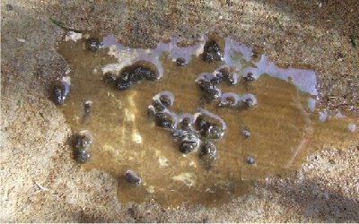 tavuklarda diski cesitleri sebepleri ve cozumleri bililer