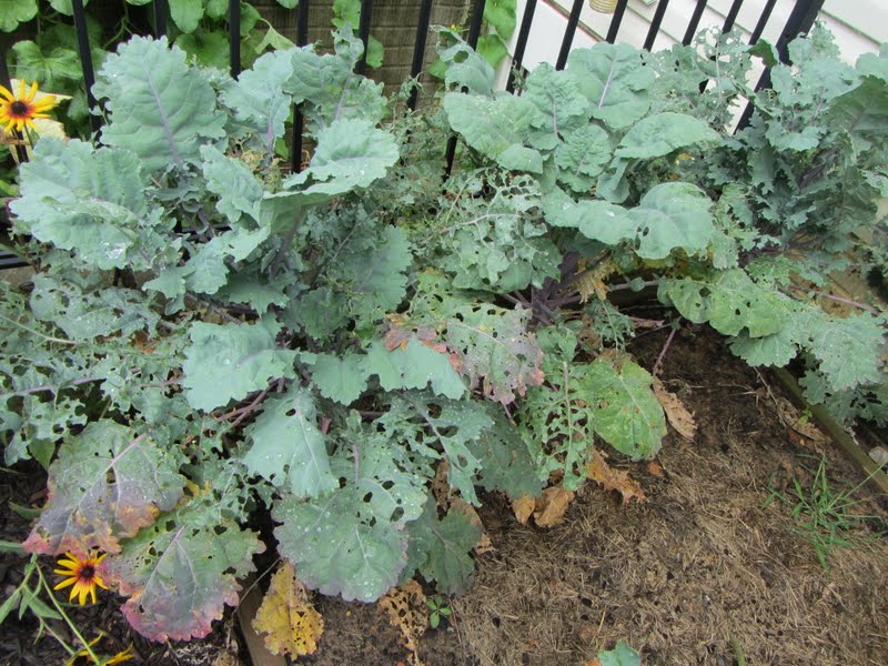 The Rusted Vegetable Garden