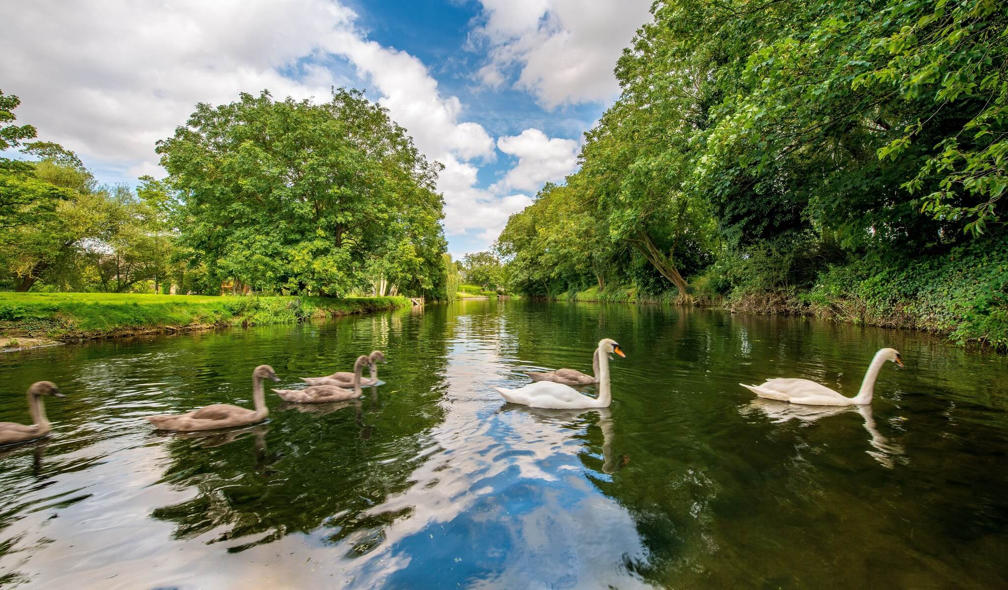 речка лебедь. лебеди в дикой природе. озеро лебедь калининградская область. речка лебедь. лебеди на речке.