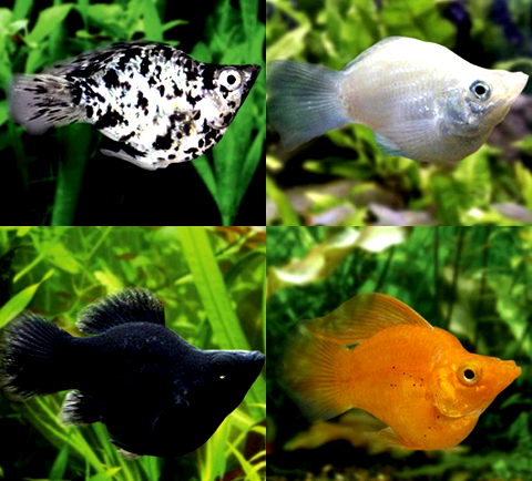 Inilah Cara Memelihara Ikan Molly Balon Yang Baik Dan Benar My Blog