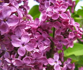 Royal Botanical Gardens syringa vulgaris purple lilac by garden muses-not another Toronto gardening blog