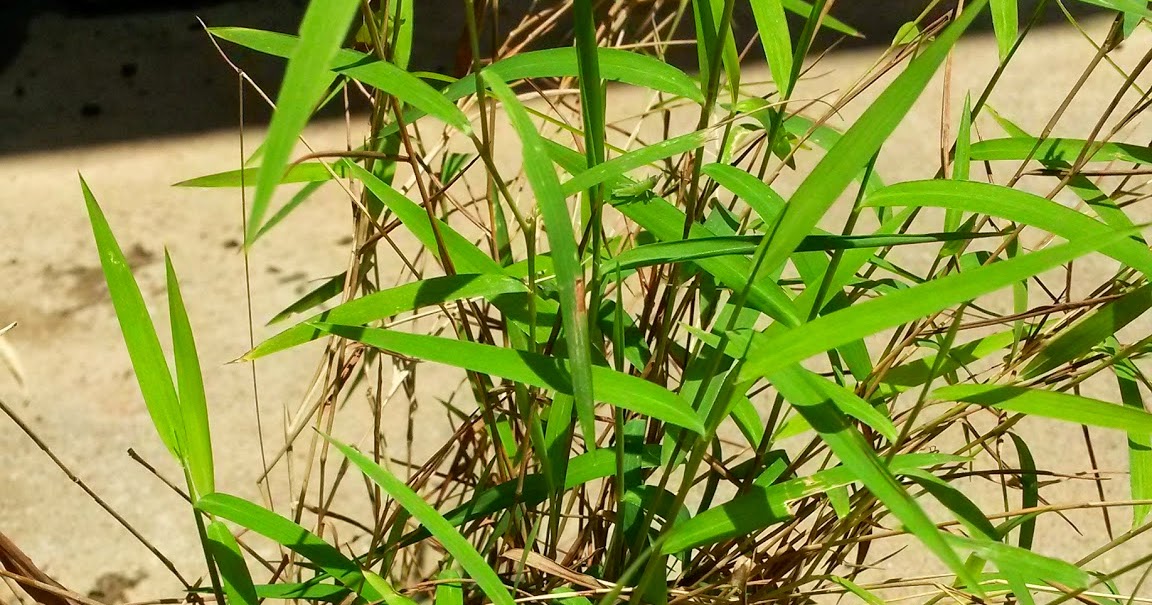 Surat Yasin Kun Fayakun Surat Yasin Ayat 82 Tulisan Arab