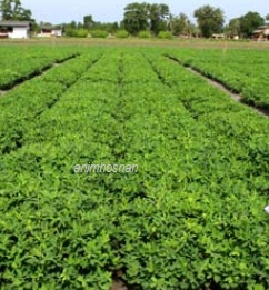Anim Agro Technology Kacang Tanah Tips Menanam Mudah
