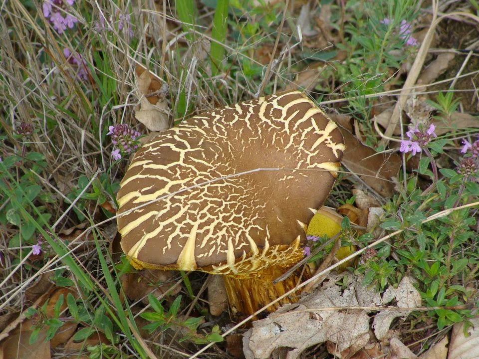 Xerocomellus chrysenteron DSC18365