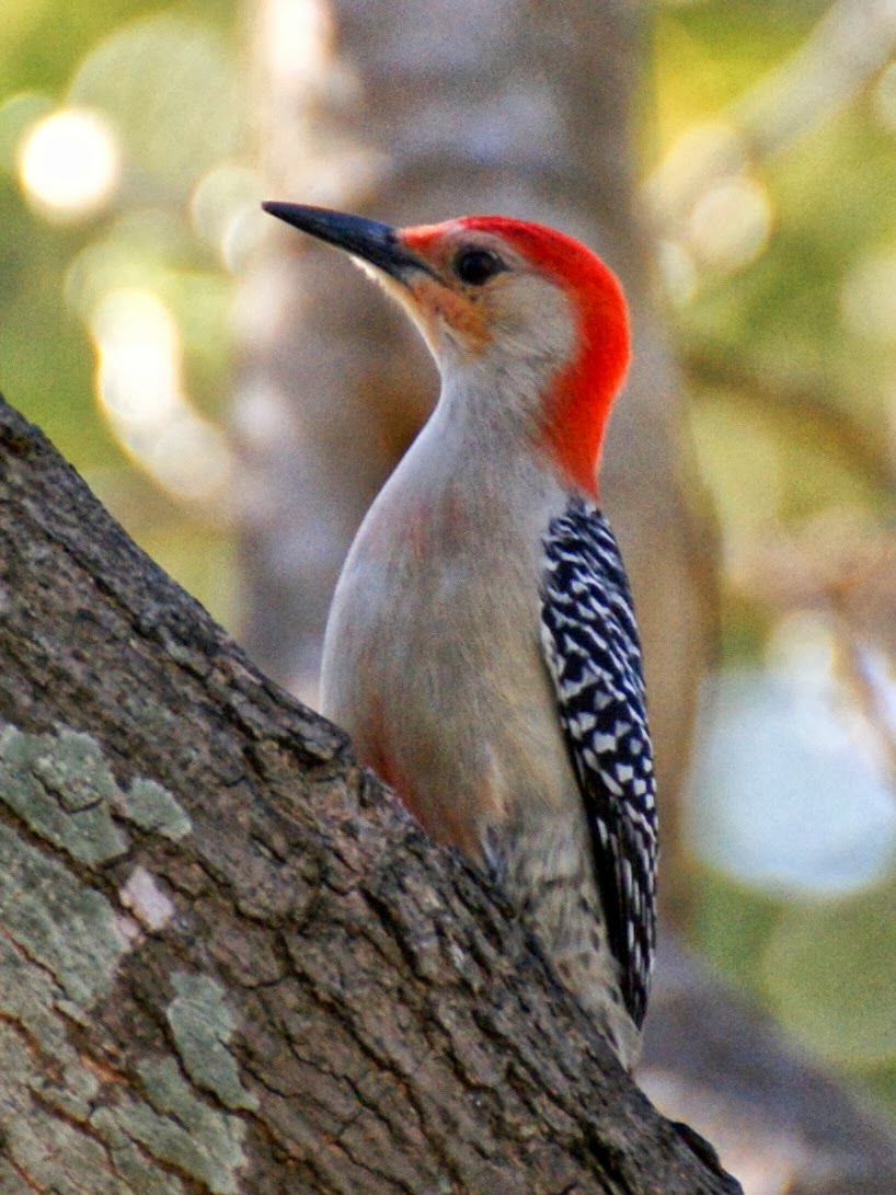 SE Texas Birding & Wildlife Watching: Houston Area Woodpeckers