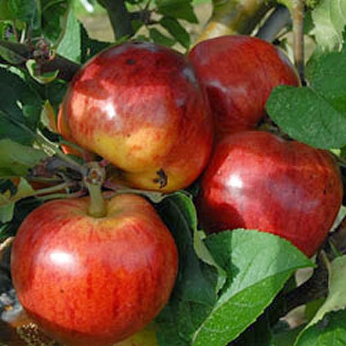 https://www.treesandplants.co.uk/products/Apple-Ellis-Bitter-%28cider-apple%29.html