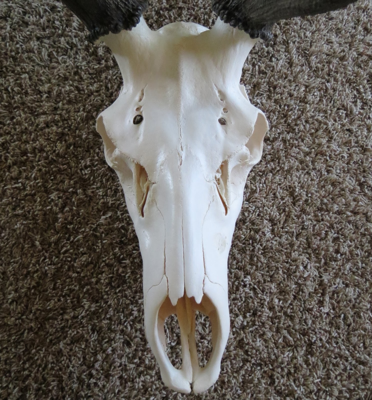 Marsh Taxidermy Elk Skulls