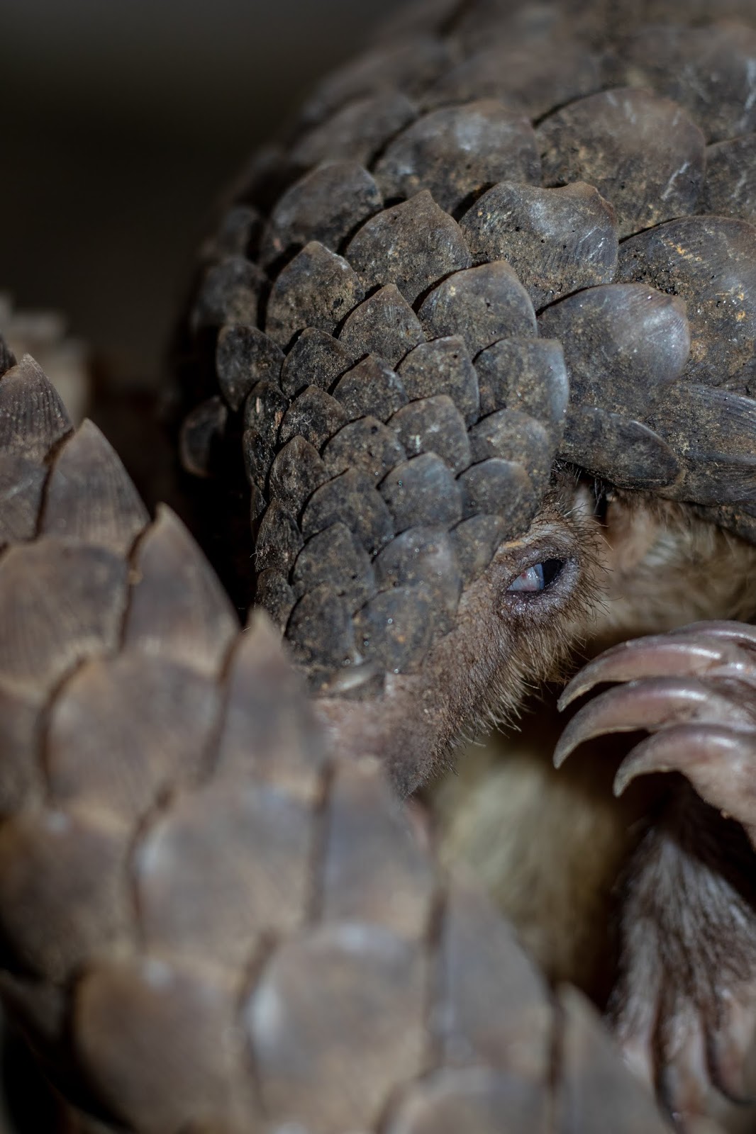 cuddly pangolin