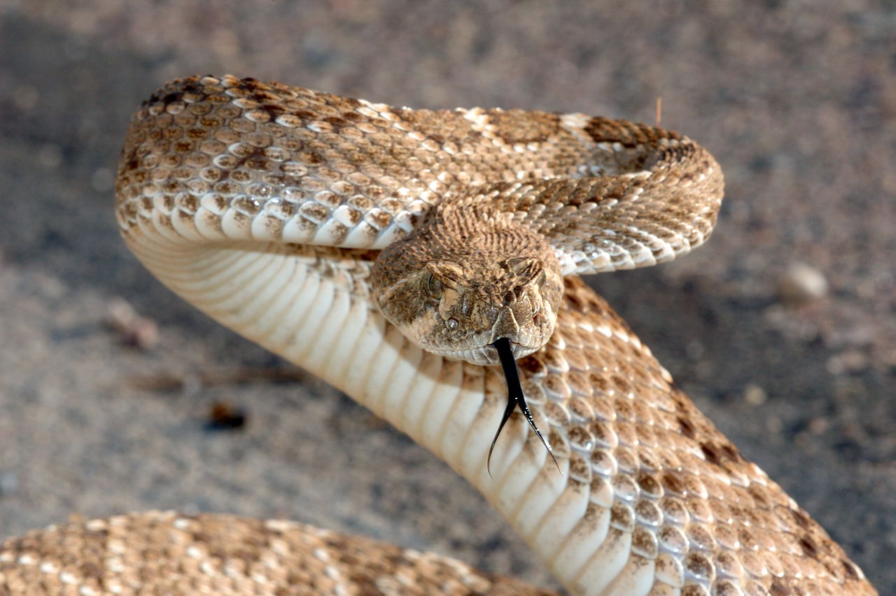 Are Diamondback Rattlesnakes Poisonous Are Diamondback Rattlesnakes Poisonous