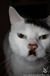 Kitler