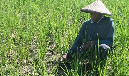 Kegelapan nasib dan masa depan pertanian Indonesia semakin nyata