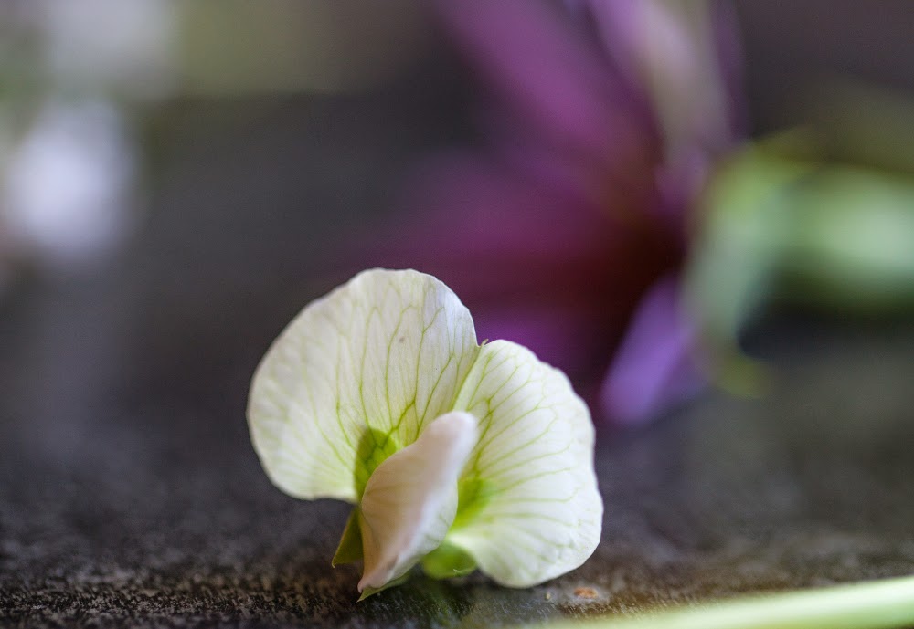 Crackers on the Couch: Edible Flowers, Little Marvel Pea Blossom