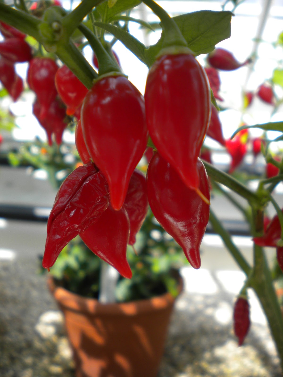 Chilli Pepper Heaven Chilli Pepper Plant Pictures from West Dean Gardens