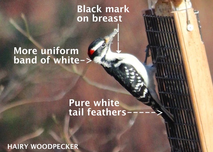 David Bindas Garden: How to Tell the Difference Between a Downy