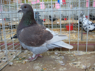 french pigeons