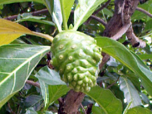 Manfaat Mengkudu | Roliyan.com Manfaat Mengkudu | Roliyan.com
