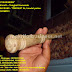 Tongkat Komando kayu PASAK BUMI - TONGKAT ALI model polos by: IMDA Handicraft Kerajinan Khas Desa TUTUL Jember