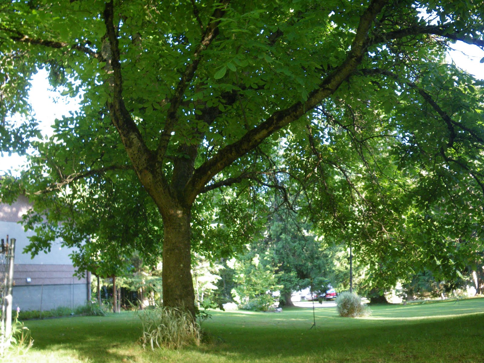 Angie's random blog: Our awesome walnut tree.