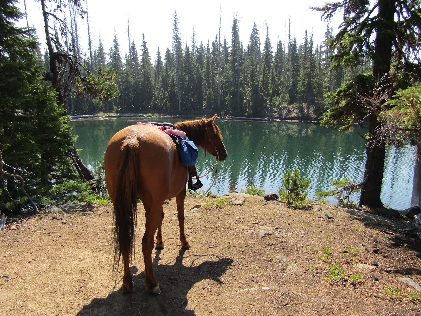 Holly's Horse Tales and Trails Cultus Corral Horse Camp, Three Sisters Wilderness, Oregon