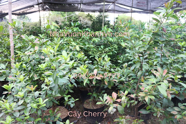 Mua bán rao vặt: Trồng cây ăn quả không thể thiếu cây cherry Cherry-7