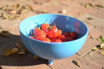 Habanero Chillies in Blue Bowl