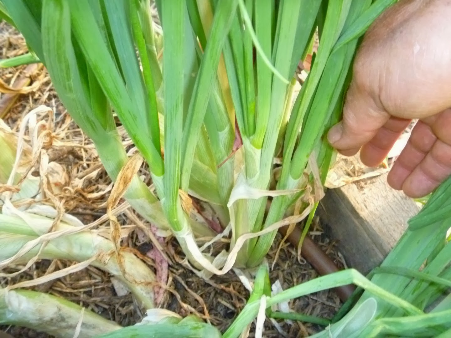Templeton's Mendelania Green Mountain Potato Onion Seedling progress