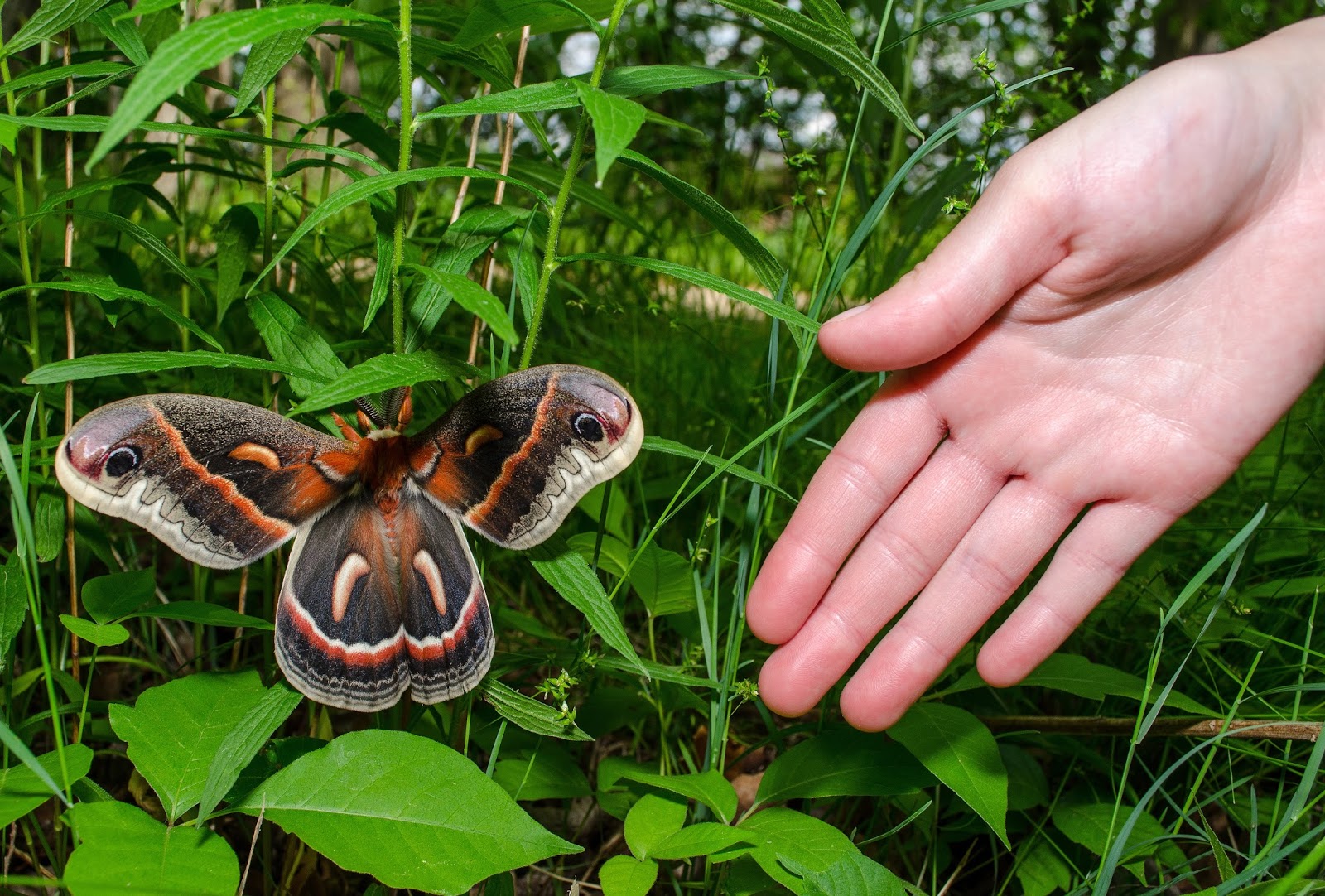 Cecropia Moth Size